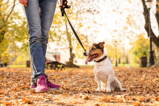 How to Stop Dog Pulling on Lead?