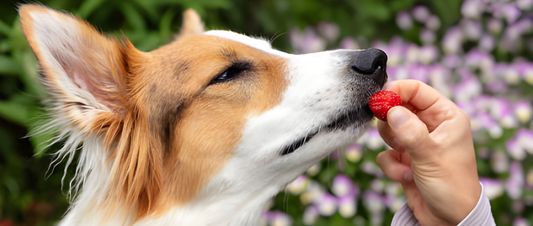 Can Dogs Eat Strawberries