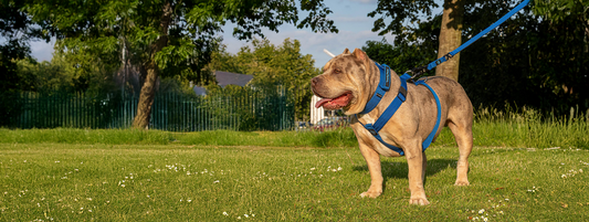 How to Fit a Dog Harness Correctly to Avoid Chafing