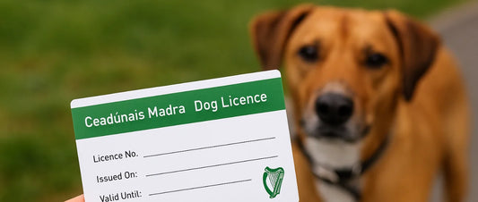 How Much Is a Dog Licence in Ireland? Your Complete Guide