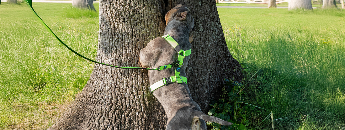 How to Introduce Puppies to Harness Training?