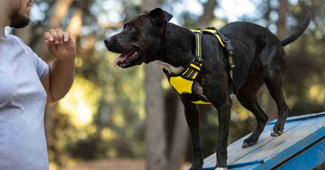 What Are the Most Popular Dog Accessory Collections Loved by Owners?