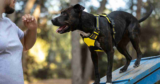 What Are the Most Popular Dog Accessory Collections Loved by Owners?