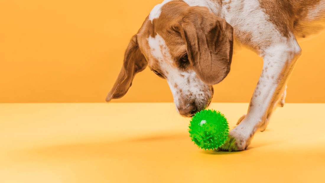 Dog playing with a green ball on an orange background.