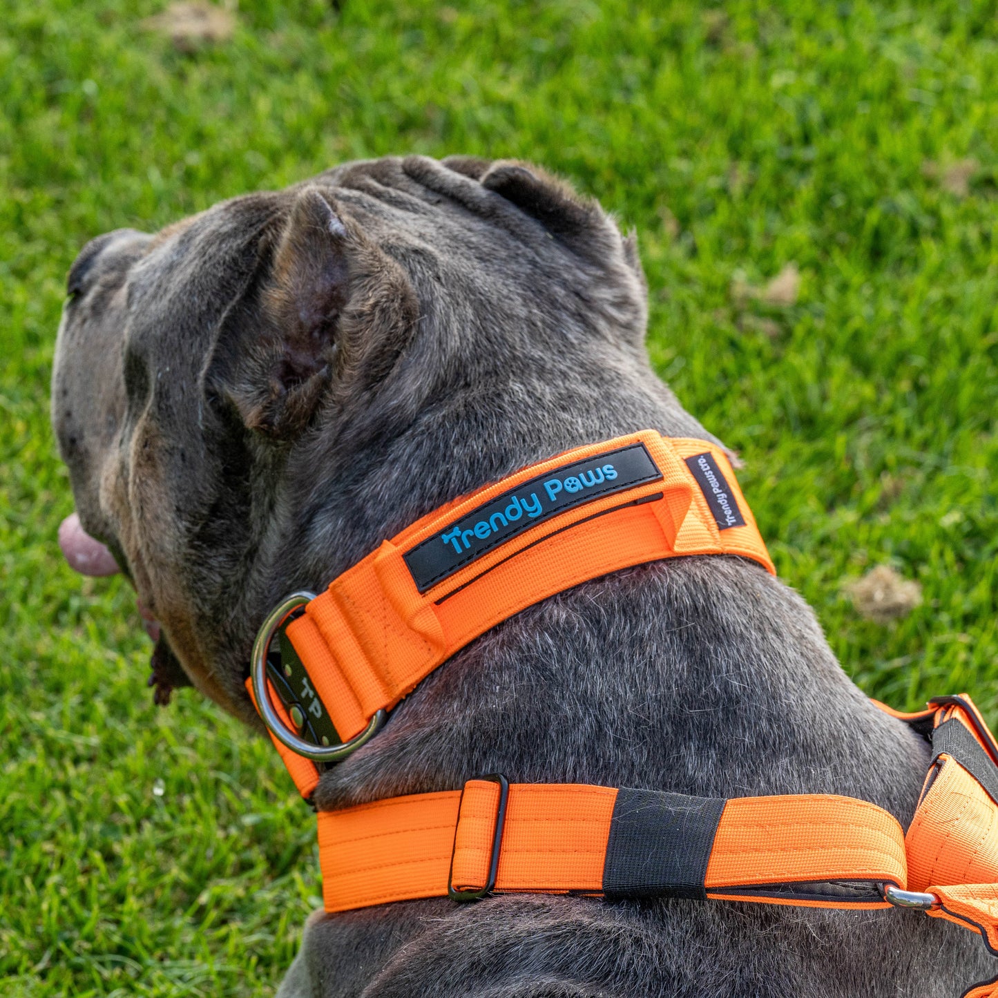 Complete Set: Harness, Collar & Clip Lead