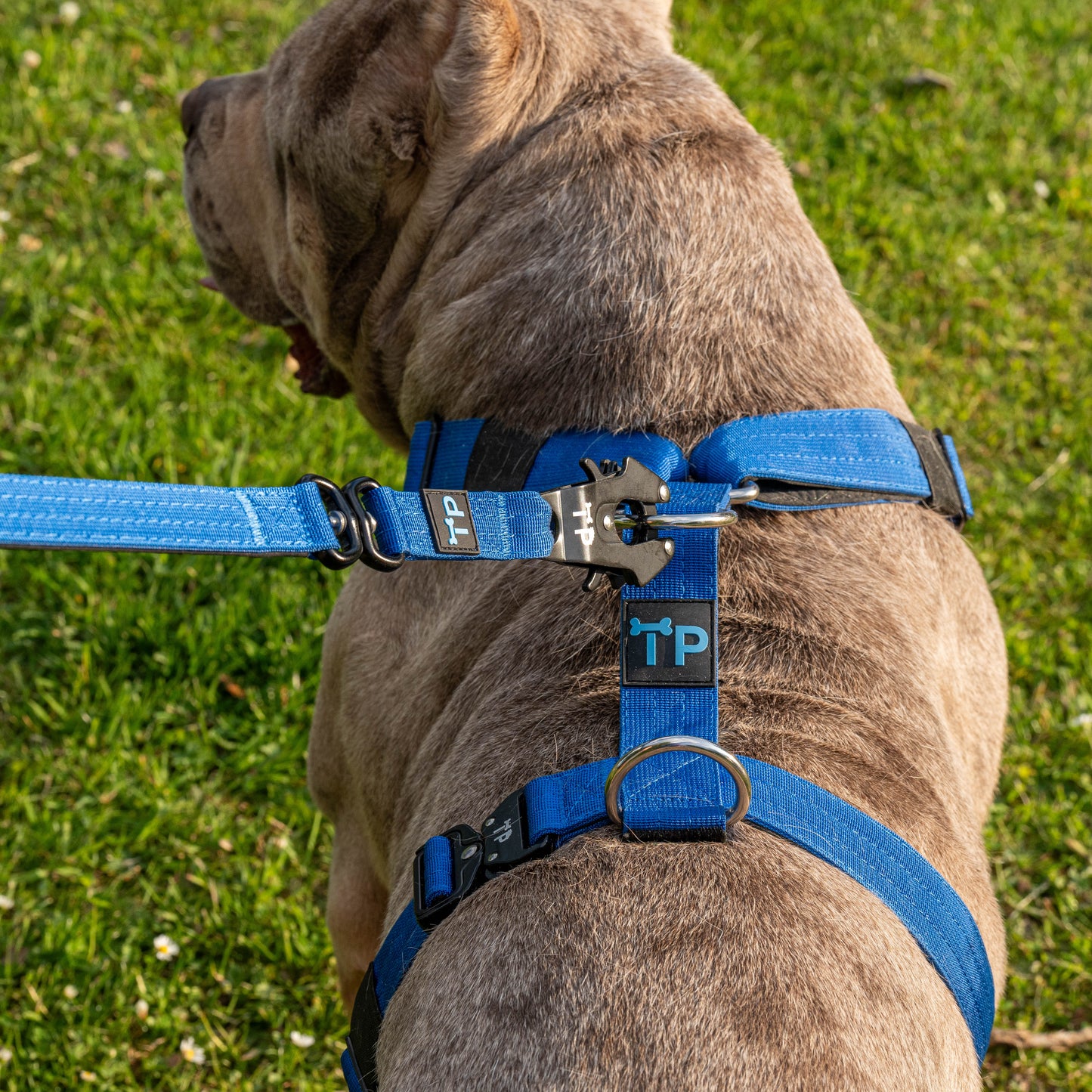 Complete Set: Harness, Collar & Clip Lead