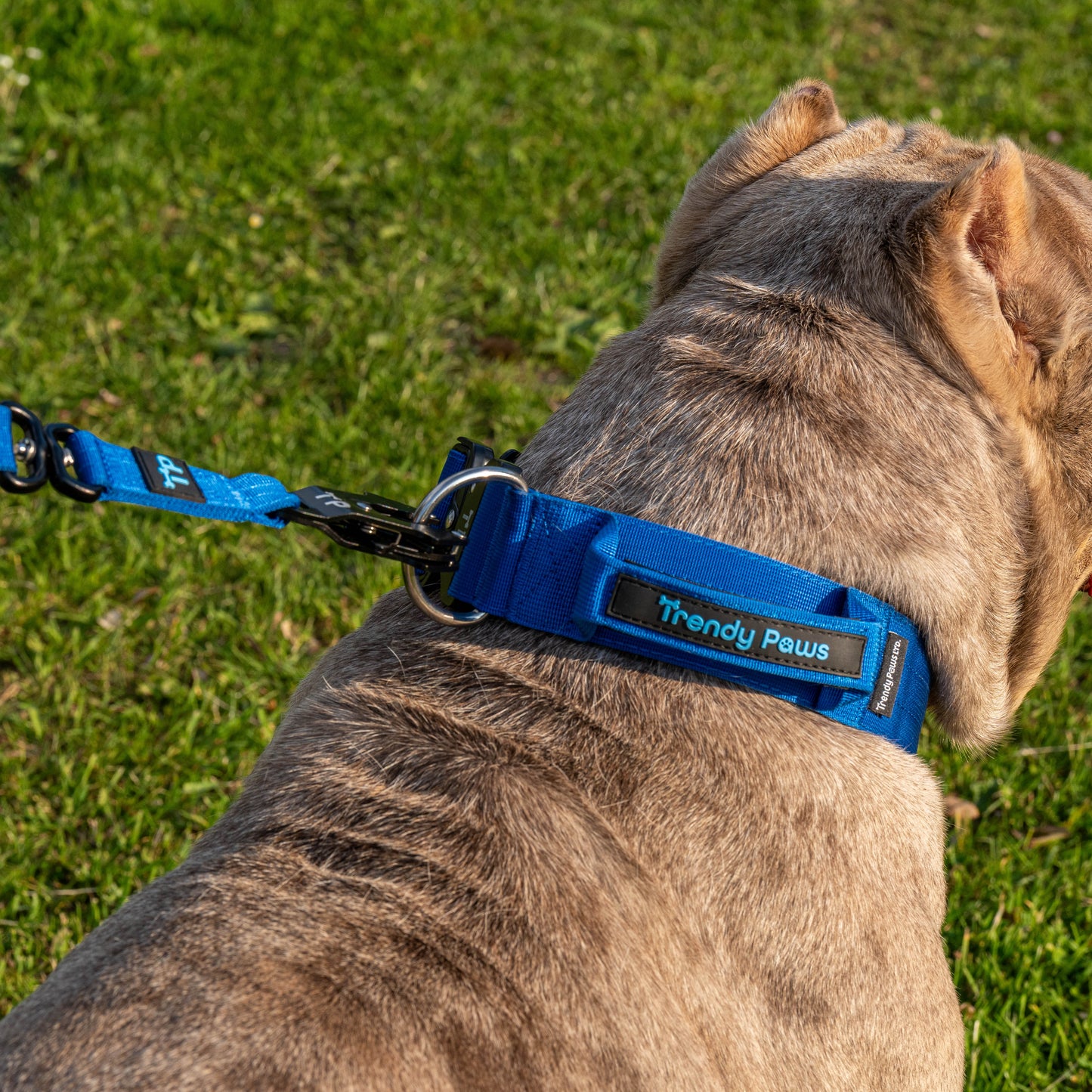Complete Set: Harness, Collar & Clip Lead