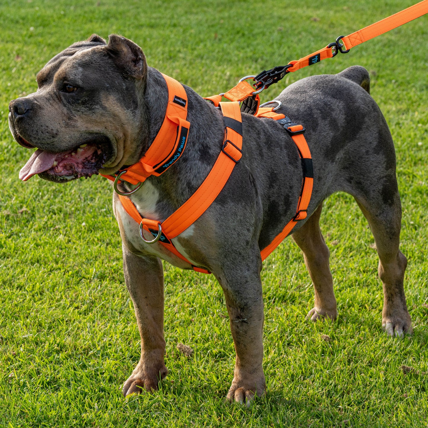 Complete Set: Harness, Collar & Clip Lead
