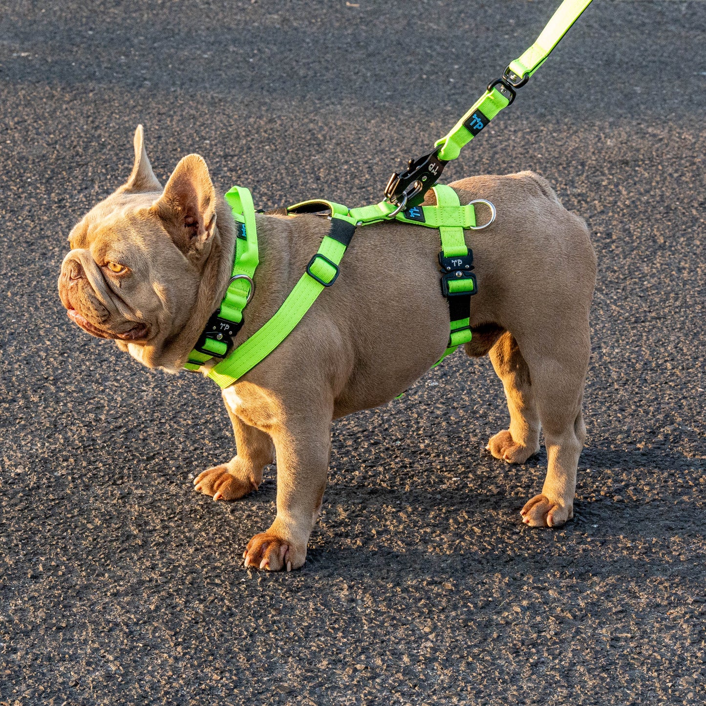 Pup Paw-some Green Collar