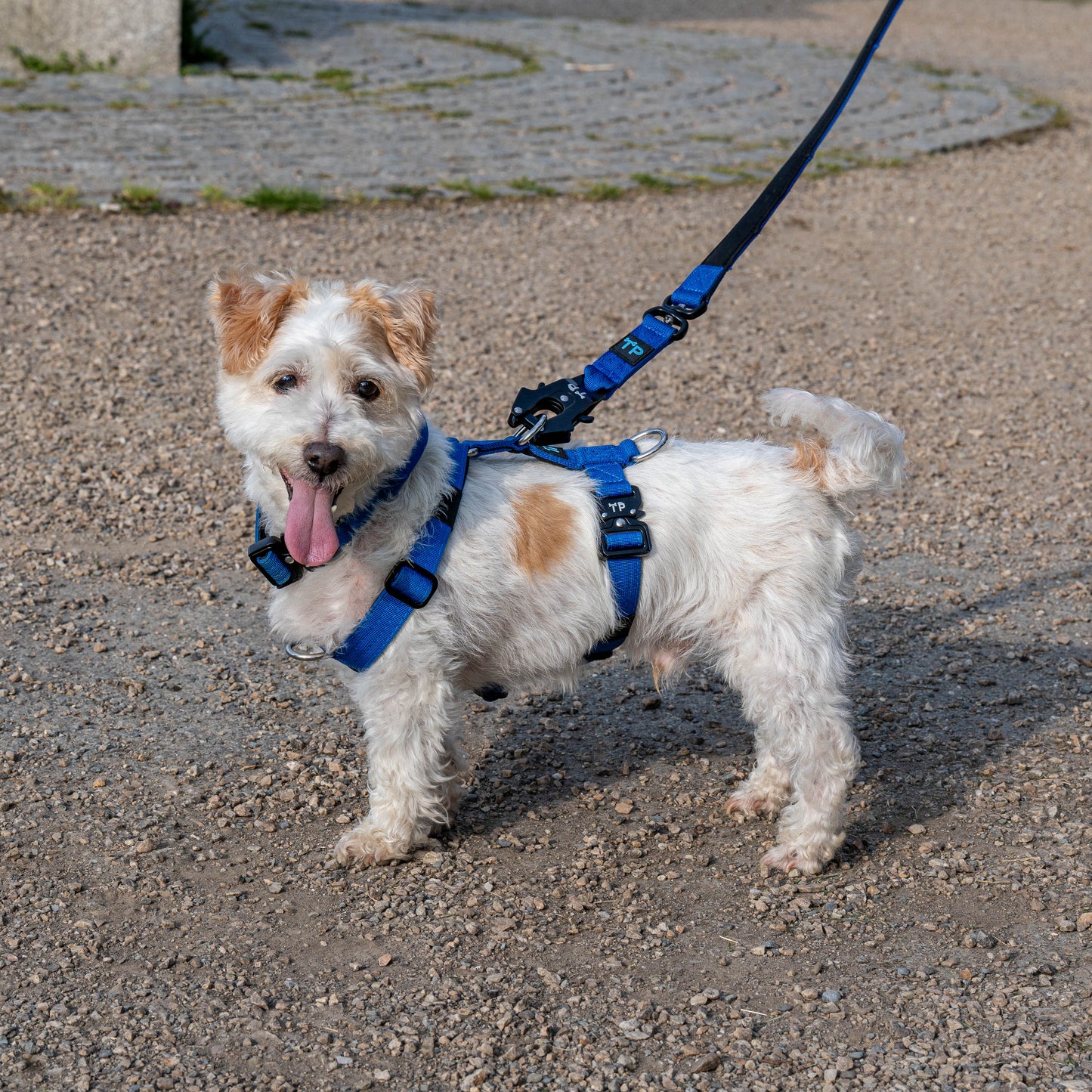 Complete Set: Harness, Collar & Clip Lead