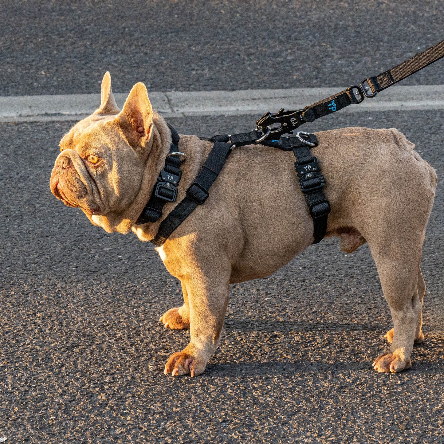 Paw-some Black Dog Lead