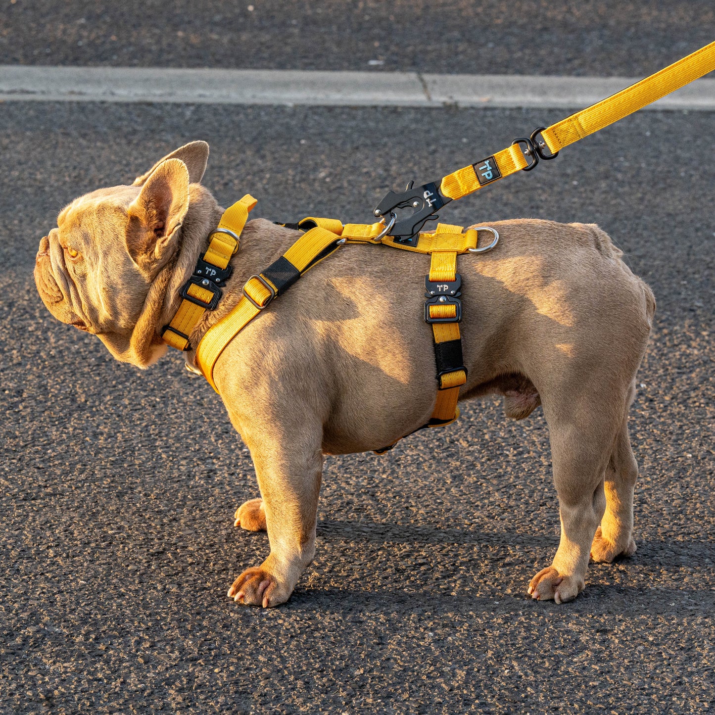 Pup Paw-some Yellow Collar