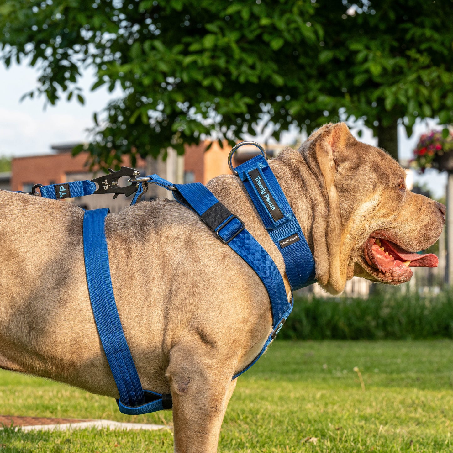 Complete Set: Harness, Collar & Clip Lead