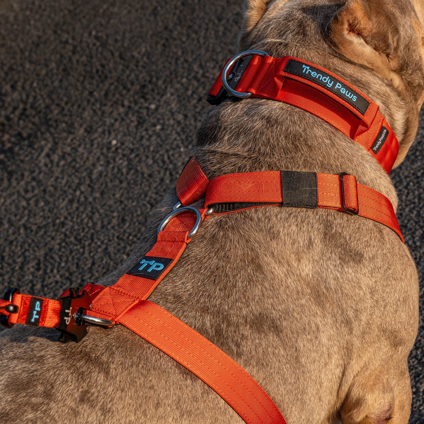 Complete Set: Harness, Collar & Clip Lead
