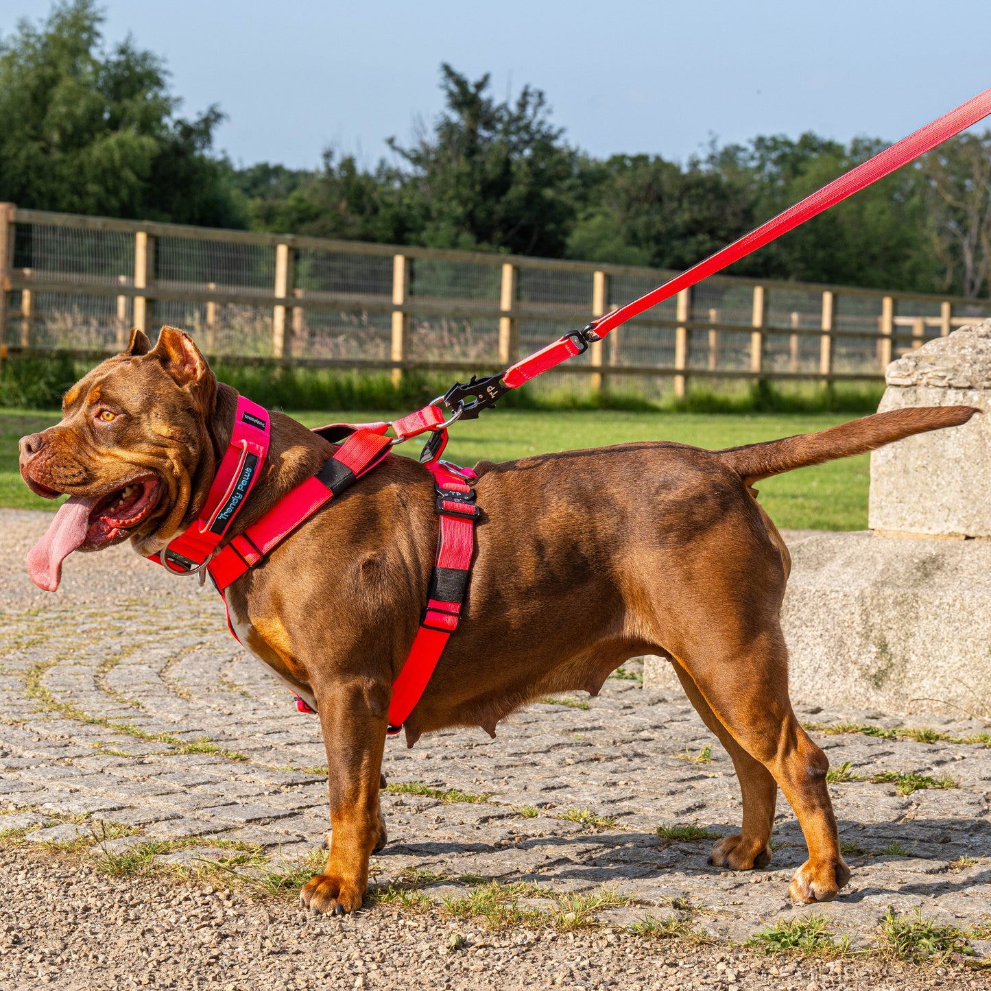 Paw-some Pink Dog Lead