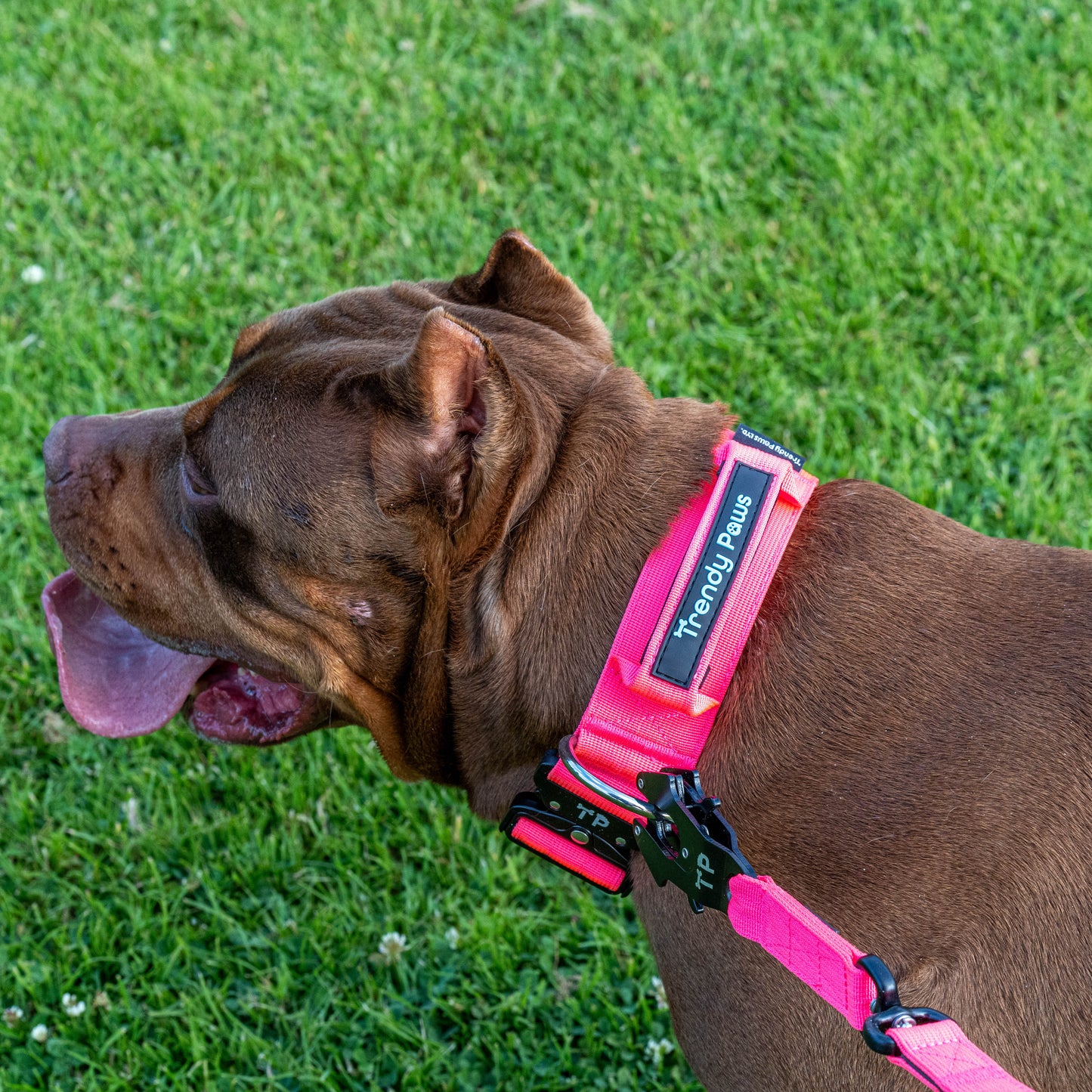 TP Combat Collar with Safety Handle-Pink