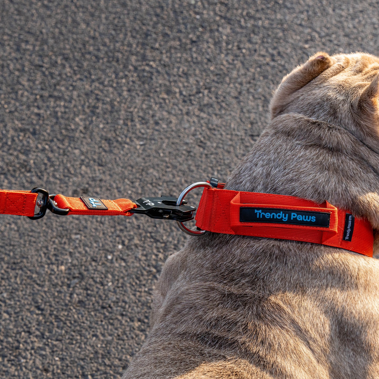 Complete Set: Harness, Collar & Clip Lead
