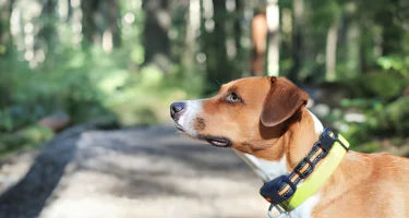 Are Dog Shock Collars Safe? What Every Pet Owner Should Know