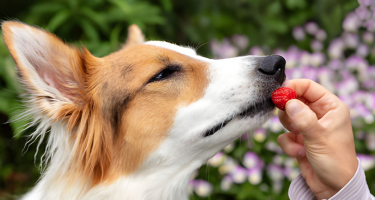 Can Dogs Eat Strawberries? Your Complete Irish Guide