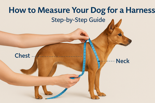 How to Measure Your Dog for a Harness
