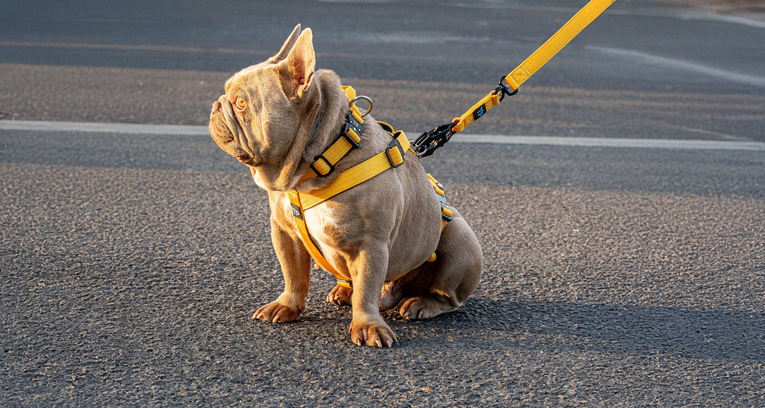 What Is the Best Collar for Dog Training? 2025 Guide