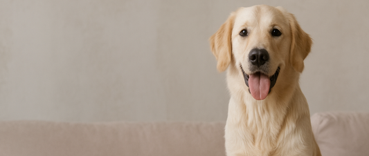 What Does Dog Insurance Cover in Ireland? A Complete Guide