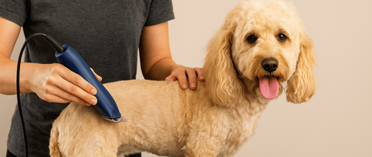 Essential Dog Grooming Equipment Every Pet Owner Needs