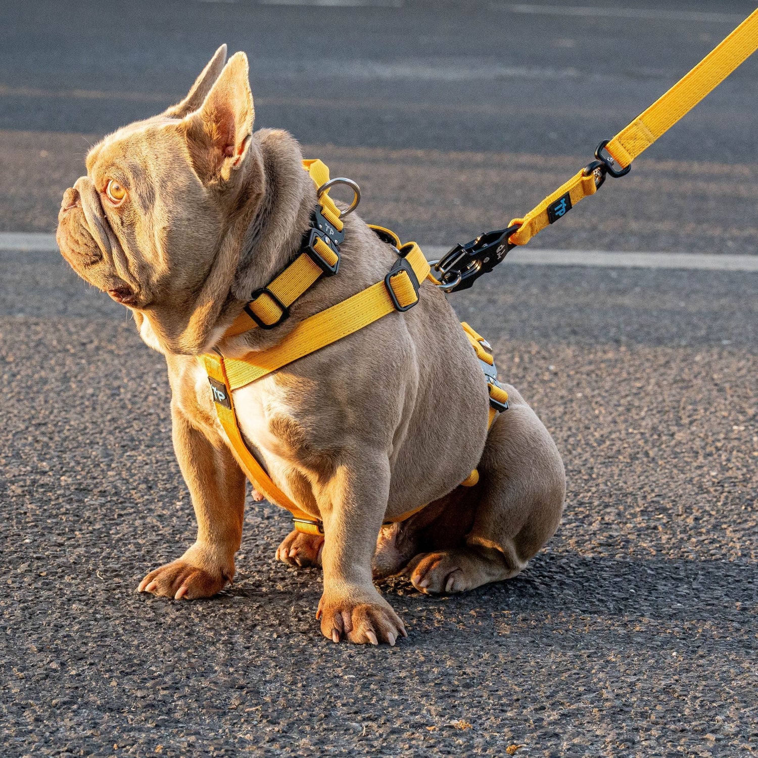Dog Collar & Harness Size Guide | Trendy Paws