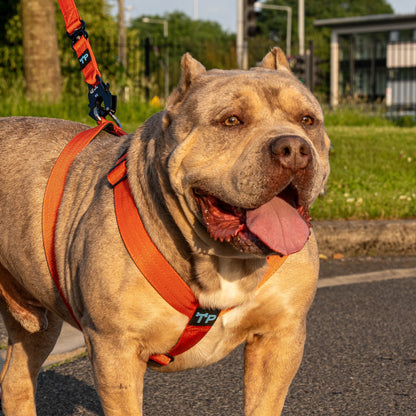 Complete Set: Harness, Collar & Clip Lead