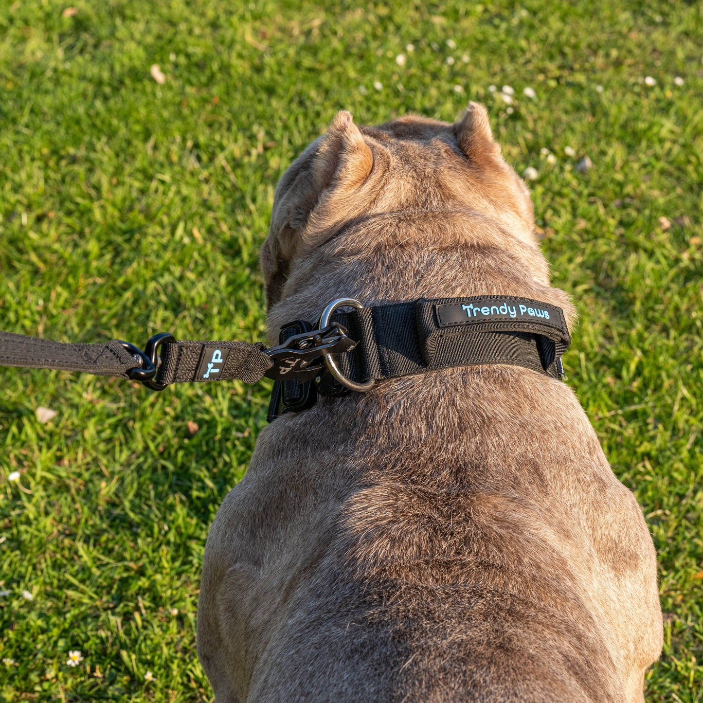 Complete Set: Harness, Collar & Clip Lead