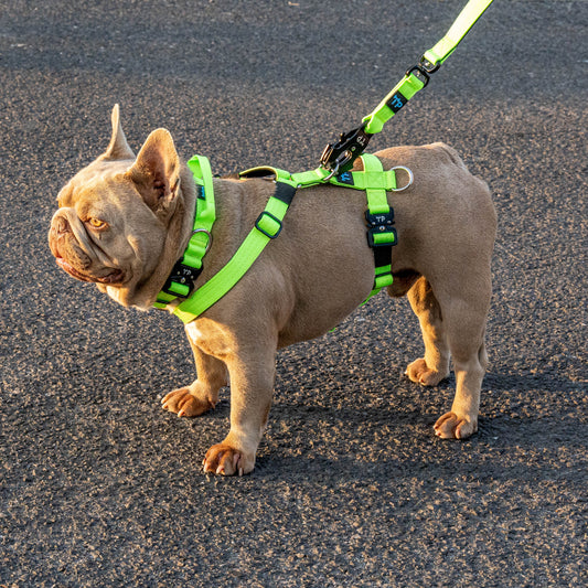 Pup Paw-some Green Collar
