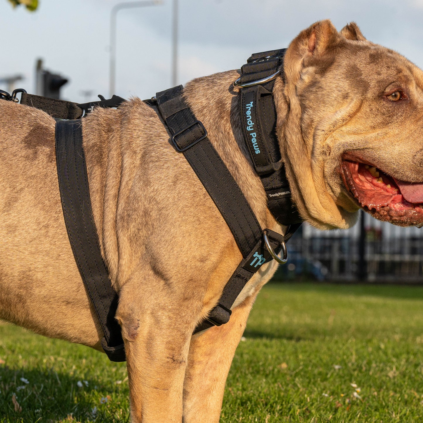 Complete Set: Harness, Collar & Clip Lead
