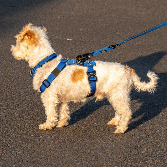 Pup Paw-some Blue Collar