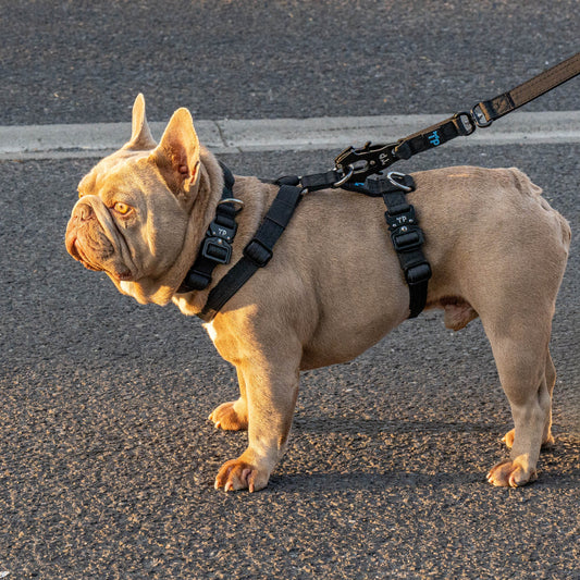 Pup Paw-some Black Collar