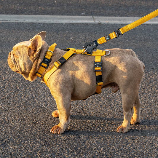 Pup Paw-some Yellow Collar