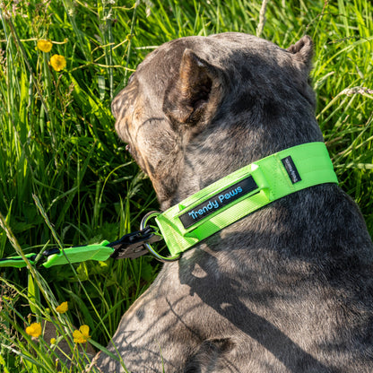 Complete Set: Harness, Collar & Clip Lead