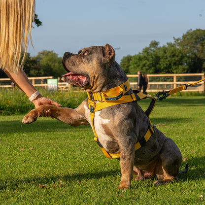 Complete Set: Harness, Collar & Clip Lead