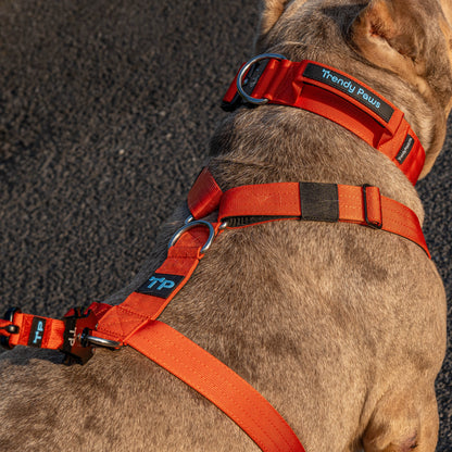 Complete Set: Harness, Collar & Clip Lead