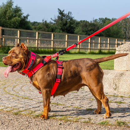 Complete Set: Harness, Collar & Clip Lead