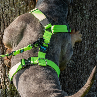 Complete Set: Harness, Collar & Clip Lead