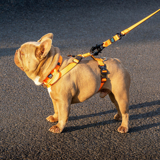 Pup Paw-some Orange Collar