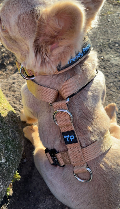 Trendy Paws  Combat  Dog Collar with Safety Handle - Beige