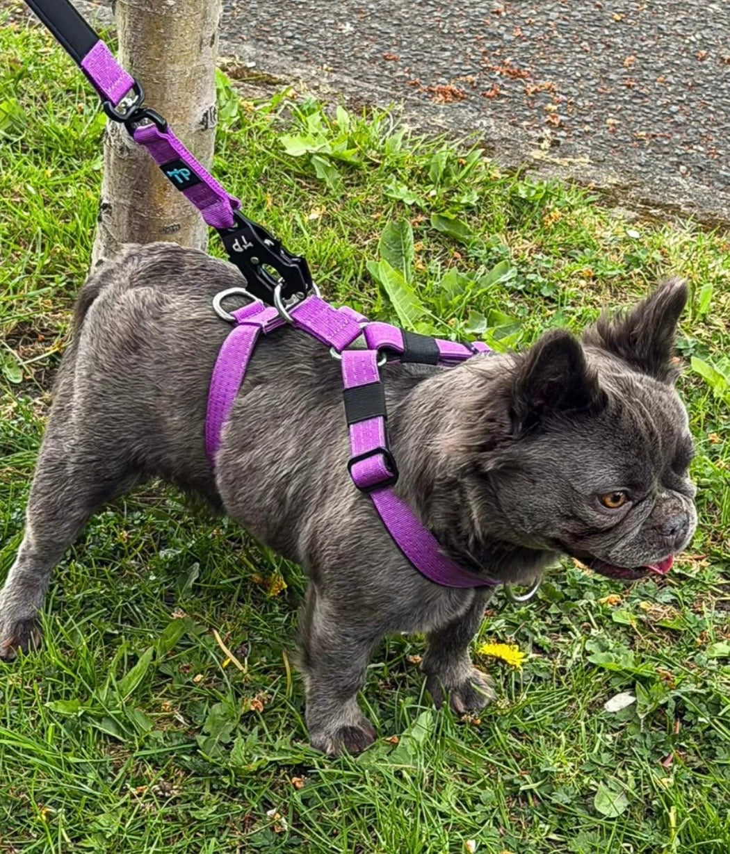 TP Frog Clip Lead - Purple