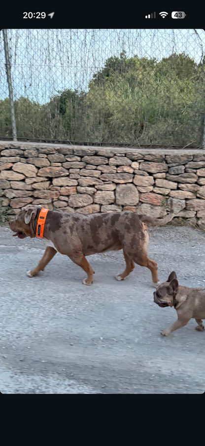 Trendy Paws  Combat Collar with Safety Handle - Orange