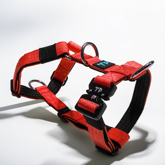 Paw-some Burnt Orange Dog Harness